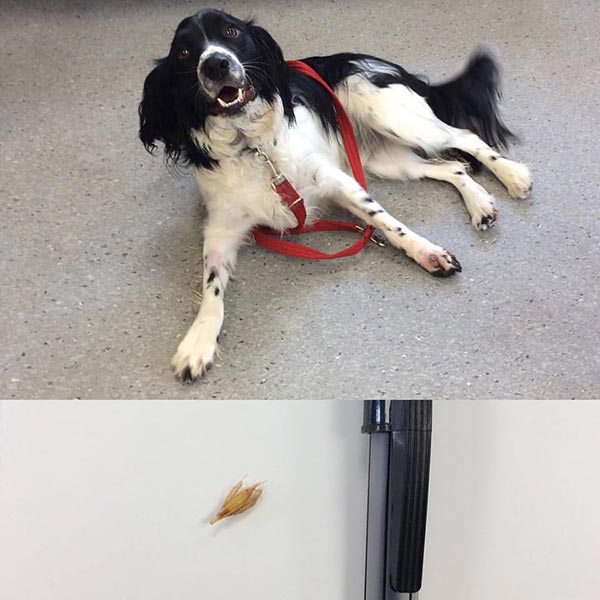 Murphy and Grass Seed